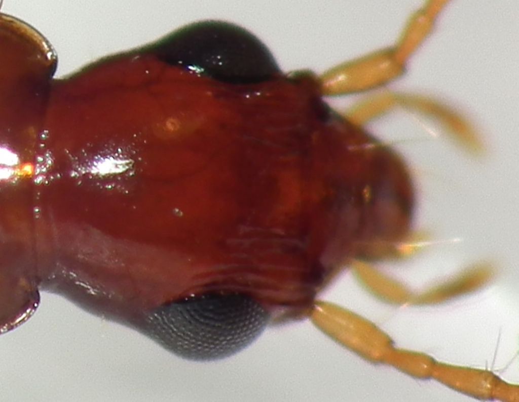 Carabidae: Paradromius linearis?